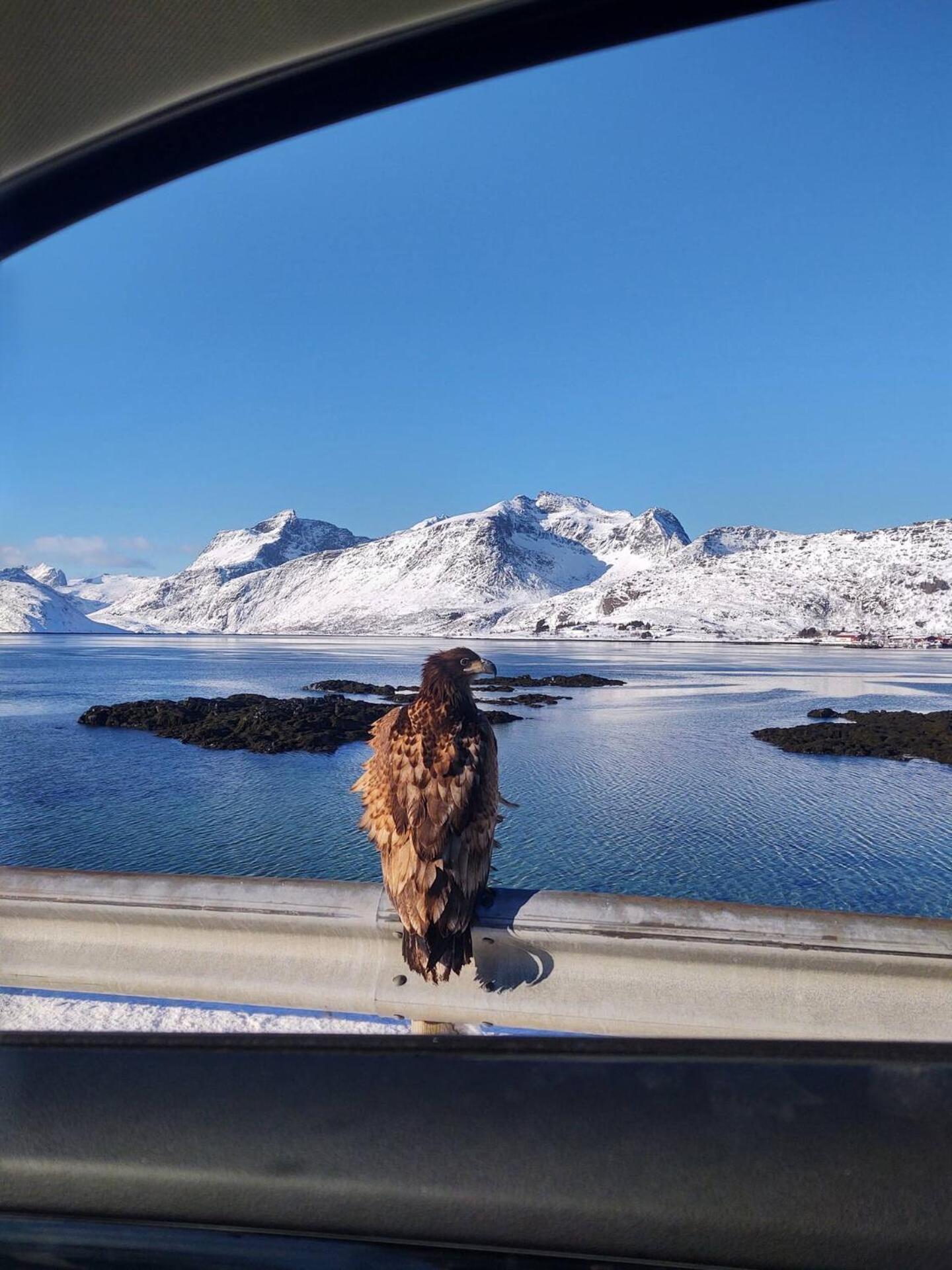 Fredvang Farm House - Lofoten Luaran gambar